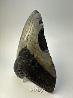 Megalodon Shark Tooth 5.60 inch Huge Beautiful Fossil Authentic 18852