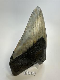 Megalodon Shark Tooth 5.60 inch Huge Beautiful Fossil Authentic 18852