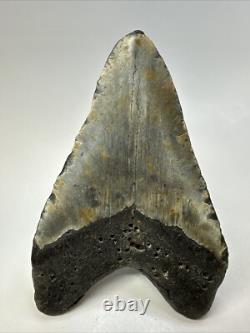 Megalodon Shark Tooth 5.60 inch Huge Beautiful Fossil Authentic 18852