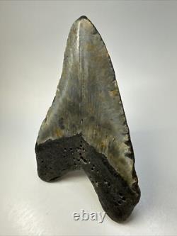 Megalodon Shark Tooth 5.60 inch Huge Beautiful Fossil Authentic 18852