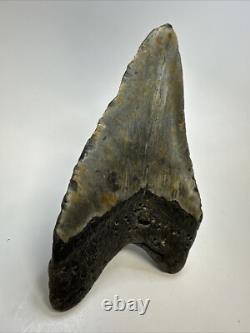 Megalodon Shark Tooth 5.60 inch Huge Beautiful Fossil Authentic 18852