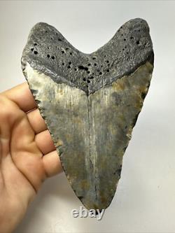 Megalodon Shark Tooth 5.60 inch Huge Beautiful Fossil Authentic 18852