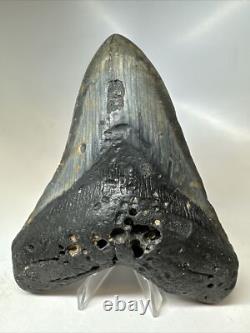 Megalodon Shark Tooth 5.60 inch Huge Black Fossil Authentic Rare 16817