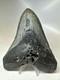 Megalodon Shark Tooth 5.60 Inch Huge Black Fossil Authentic Rare 16817