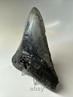 Megalodon Shark Tooth 5.60 inch Huge Black Fossil Authentic Rare 16817