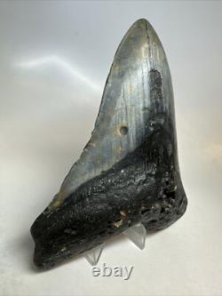 Megalodon Shark Tooth 5.60 inch Huge Black Fossil Authentic Rare 16817