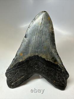 Megalodon Shark Tooth 5.60 inch Huge Black Fossil Authentic Rare 16817