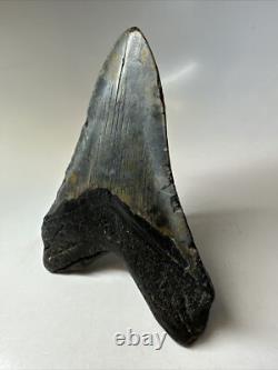 Megalodon Shark Tooth 5.60 inch Huge Black Fossil Authentic Rare 16817