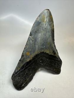Megalodon Shark Tooth 5.60 inch Huge Black Fossil Authentic Rare 16817
