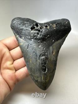 Megalodon Shark Tooth 5.60 inch Huge Black Fossil Authentic Rare 16817