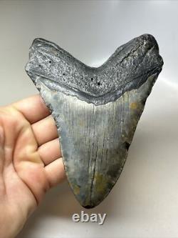 Megalodon Shark Tooth 5.60 inch Huge Black Fossil Authentic Rare 16817