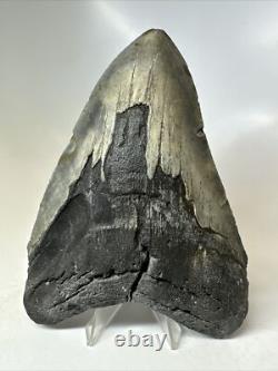 Megalodon Shark Tooth 5.60 inch Huge Natural Fossil Authentic Rare 16491