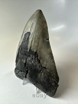 Megalodon Shark Tooth 5.60 inch Huge Natural Fossil Authentic Rare 16491