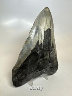 Megalodon Shark Tooth 5.60 inch Huge Natural Fossil Authentic Rare 16491