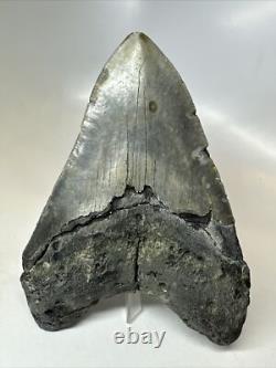 Megalodon Shark Tooth 5.60 inch Huge Natural Fossil Authentic Rare 16491