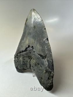 Megalodon Shark Tooth 5.60 inch Huge Natural Fossil Authentic Rare 16491