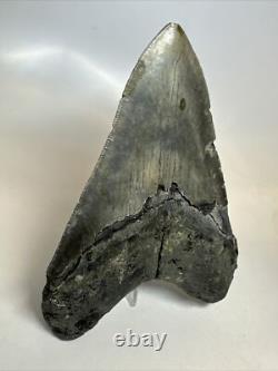 Megalodon Shark Tooth 5.60 inch Huge Natural Fossil Authentic Rare 16491
