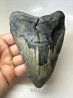 Megalodon Shark Tooth 5.60 inch Huge Natural Fossil Authentic Rare 16491