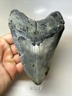 Megalodon Shark Tooth 5.60 inch Huge Natural Fossil Authentic Rare 16491