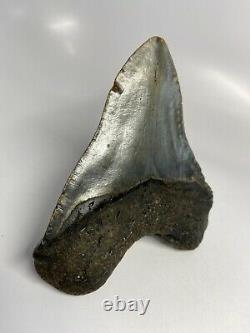 Megalodon Shark Tooth 5.61 Amazing Beautiful Fossil No Restoration 6149