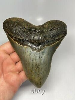 Megalodon Shark Tooth 5.61 Amazing Beautiful Fossil No Restoration 6149