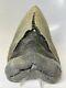 Megalodon Shark Tooth 5.61 Amazing Huge Fossil Authentic 11040