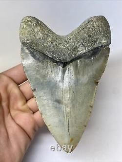 Megalodon Shark Tooth 5.61 Amazing Huge Fossil Authentic 11040