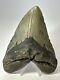 Megalodon Shark Tooth 5.61 Authentic Beautiful Fossil Carolina 17341