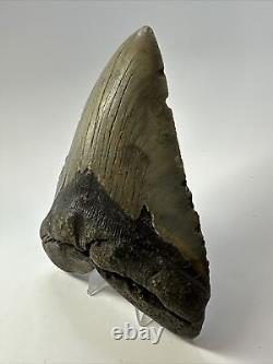 Megalodon Shark Tooth 5.61 Authentic Beautiful Fossil Carolina 17341