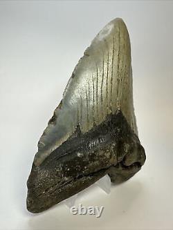 Megalodon Shark Tooth 5.61 Authentic Beautiful Fossil Carolina 17341