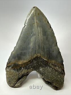 Megalodon Shark Tooth 5.61 Authentic Beautiful Fossil Carolina 17341