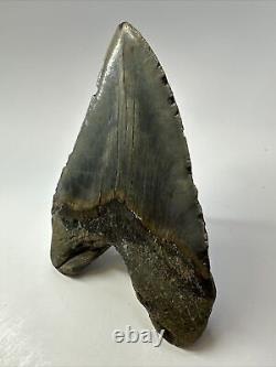 Megalodon Shark Tooth 5.61 Authentic Beautiful Fossil Carolina 17341