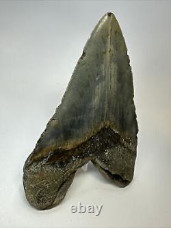 Megalodon Shark Tooth 5.61 Authentic Beautiful Fossil Carolina 17341