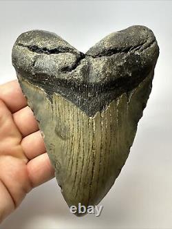 Megalodon Shark Tooth 5.61 Authentic Beautiful Fossil Carolina 17341