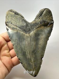 Megalodon Shark Tooth 5.61 Authentic Beautiful Fossil Carolina 17341