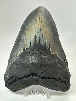 Megalodon Shark Tooth 5.61 Huge Authentic Fossil Black 18285