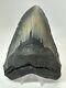 Megalodon Shark Tooth 5.61 Huge Authentic Fossil Black 18285
