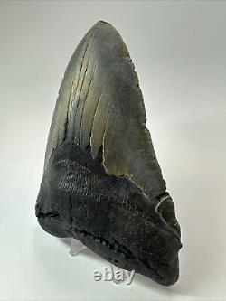 Megalodon Shark Tooth 5.61 Huge Authentic Fossil Black 18285