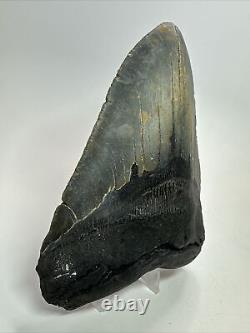 Megalodon Shark Tooth 5.61 Huge Authentic Fossil Black 18285