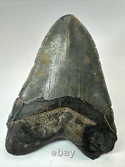 Megalodon Shark Tooth 5.61 Huge Authentic Fossil Black 18285