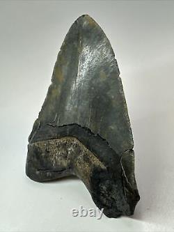 Megalodon Shark Tooth 5.61 Huge Authentic Fossil Black 18285