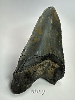 Megalodon Shark Tooth 5.61 Huge Authentic Fossil Black 18285