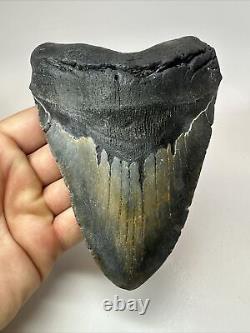 Megalodon Shark Tooth 5.61 Huge Authentic Fossil Black 18285