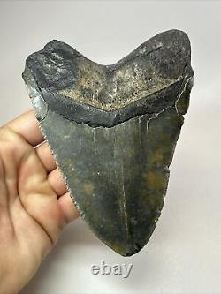 Megalodon Shark Tooth 5.61 Huge Authentic Fossil Black 18285