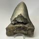 Megalodon Shark Tooth 5.61 Inch Huge Authentic Fossil Real Teeth 19992