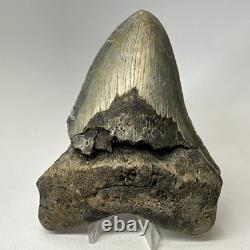Megalodon Shark Tooth 5.61 Inch Huge Authentic Fossil Real Teeth 19992