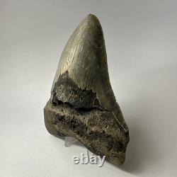Megalodon Shark Tooth 5.61 Inch Huge Authentic Fossil Real Teeth 19992