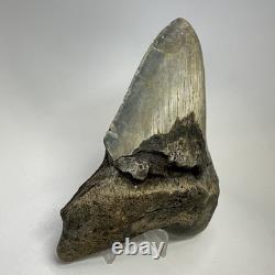 Megalodon Shark Tooth 5.61 Inch Huge Authentic Fossil Real Teeth 19992