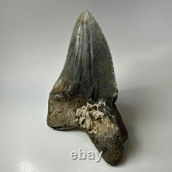 Megalodon Shark Tooth 5.61 Inch Huge Authentic Fossil Real Teeth 19992