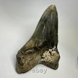 Megalodon Shark Tooth 5.61 Inch Huge Authentic Fossil Real Teeth 19992
